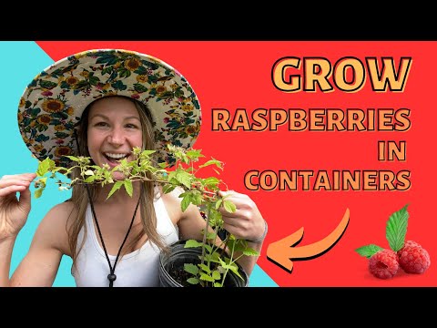 Видео: Выращивание малины в контейнерах: полное руководство
