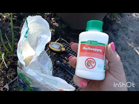 Видео: Вторая весенняя подкормка голубики,  борьба с хрущом и особенность рыхления