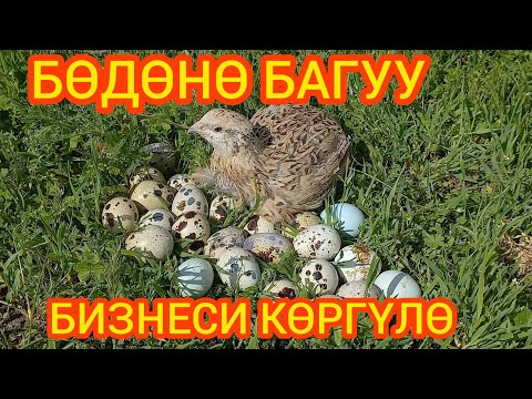 Видео: БИЗНЕС кылсан~БӨДӨНӨ БАК. БААРДЫК~СЕКРЕТТЕРИН~АЙТЫП~ САЛДЫ. Кирешелүү БИЗНЕС экен.