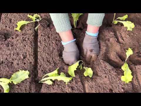 Видео: Салат, свёклу, рукколу высаживаем в неотапливаемую теплицу. Рассаде три недели.