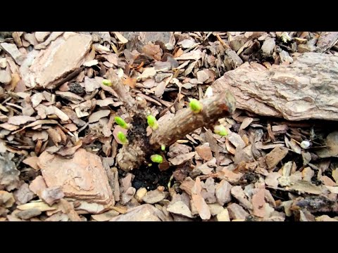 Видео: Плачет метельчатая гортензия😢😢🌿🌿 Давайте разбираться 🤔