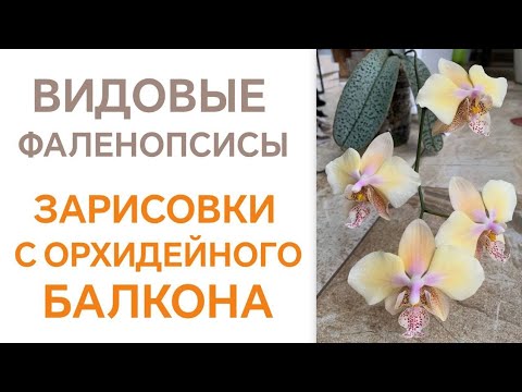 Видео: Видовые фаленопсисы. Зарисовки с орхидейного балкона. Коллекция Ольги Самоненко😊