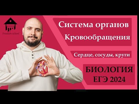 Видео: Кровообращение для ЕГЭ 2024 |ЕГЭ БИОЛОГИЯ|Freedom|