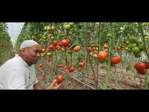 Видео: Н. Кушониён деҳаи Бофанда. Замира F1 фирма Хазера ( HAZERA)