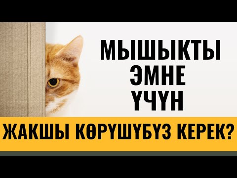 Видео: МЫШЫКТЫ ЭМНЕ ҮЧҮН ЖАКШЫ КӨРҮШҮБҮЗ КЕРЕК?