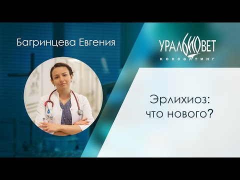 Видео: Эрлихиоз: что нового? Лектор Багринцева Евгения #убвк_терапия