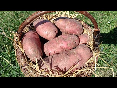 Видео: Сорт УНИКА удивляет, такого картофеля вы точно не видели.