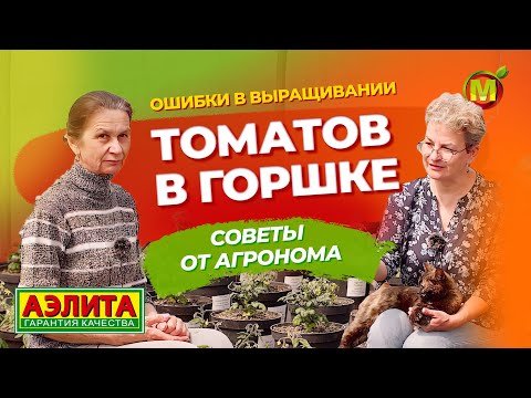 Видео: КАРЛИКОВЫЕ ТОМАТЫ в горшке! Ошибки, которые важно НЕ допустить при выращивании.