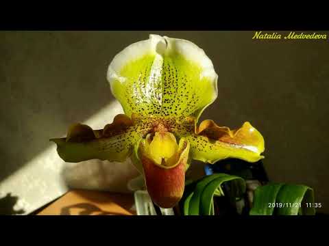 Видео: PAPHIOPEDILUM HARRY STAGE. Пафиопедилум 1,5 года в домашнем уходе за 15 мин. Четыре цветения за год!