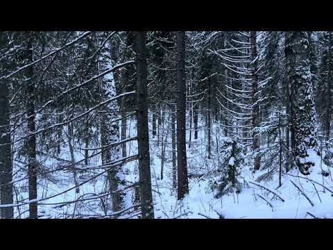 Видео: 11 декабря 2024 г.