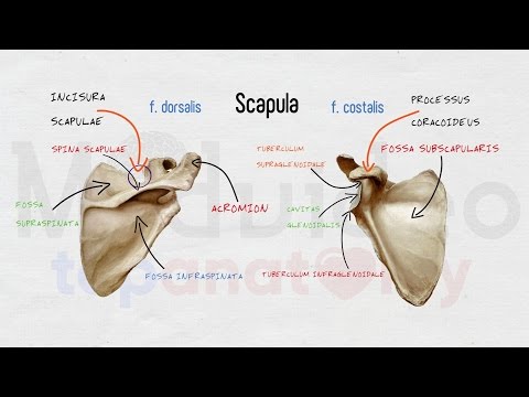 Видео: Cкелет верхней конечности