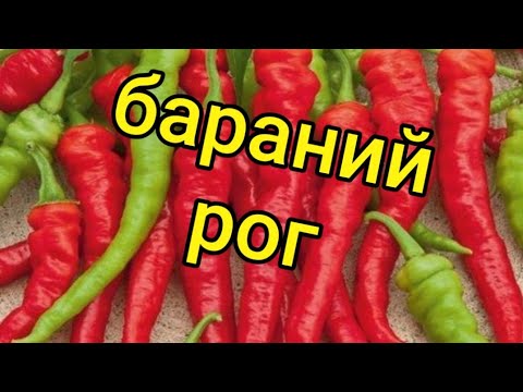 Видео: Выращивание горького перца🌶️ в открытом грунте/ Сорт горького перца Бараний Рог.