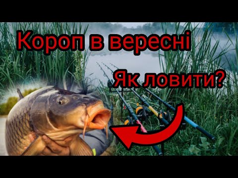 Видео: Короп в вересні. Як ловити? Де шукати? Секрети риболовлі на коропа