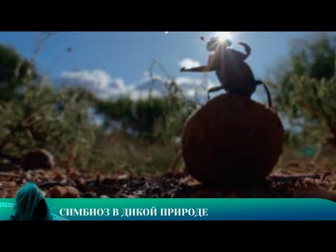 Видео: ДОКУМЕНТАЛЬНЫЙ 2025: СИМБИОЗ В ДИКОЙ ПРИРОДЕ