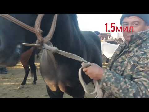 Видео: 2022.10.12.г Карабулак ат жылкы мал базары #карабулак #мал #базар