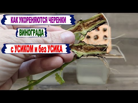 Видео: 🍇 Вот ЧТО будет, если ТАК подрезать ЧЕРЕНКИ ВИНОГРАДА перед укоренением. УСИК на нижнем узле или НЕТ