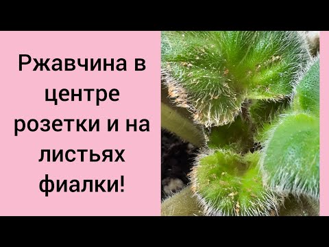 Видео: Ржавчина у деток в центре розеткии и на листьях взрослых растений.