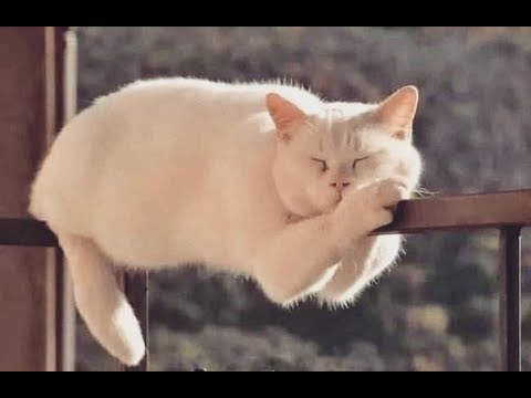 Видео: 😺 Главное правило кота! 🐶 Смешное видео с собаками, кошками и котятами! 🐱