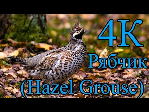 Видео: Рябчик 4К (Hazel Grouse)
