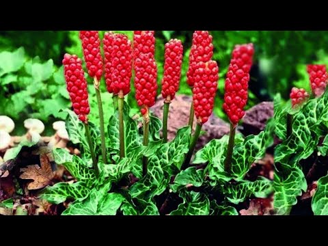 Видео: 16 РЕДКИХ луковичных цветов, о которых вы не знали