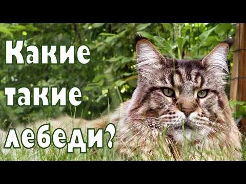 Видео: Котята мейн куны - 33, кот Вилли укладывается спать