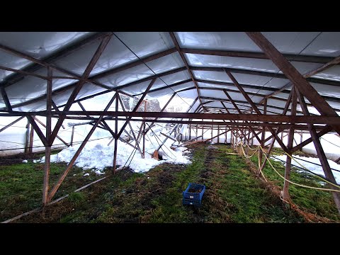 Видео: Снег сломал большую Теплицу