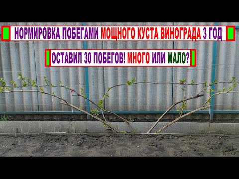 Видео: 🍇 Нормировка МОЩНОГО КУСТА винограда 3 год побегами. Соцветия не трогаем! ФАСЦИАЦИЯ!  Что ЭТО такое.