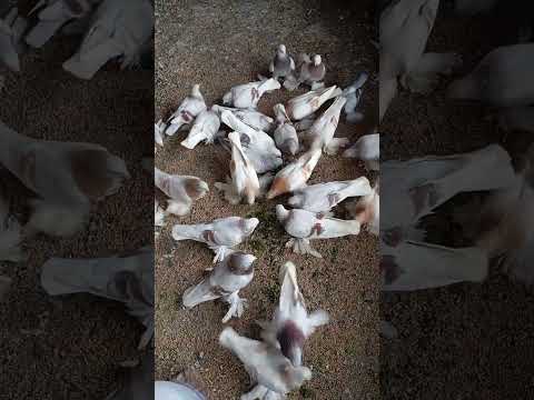 Видео: 29 июня 2025 г.