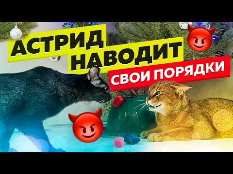 Видео: Чаузи Астрид встретила камышового кота😸 Первый день в доме. Реакция на других кошек 🙀