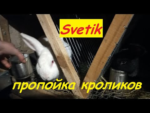 Видео: КРОЛИКИ//ПРОФИЛАКТИКА КОКЦИДИОЗА//КРОНОЦИД-Л