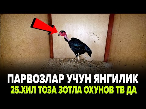 Видео: ПАРВОЗЛАР КУРСИН/ ХУРОЗНИ 25.ХИЛ ТОЗА ЗОТЛИ ХАММАСИ (ОХУНОВ ТВ)ДА ЯЗАВОН 