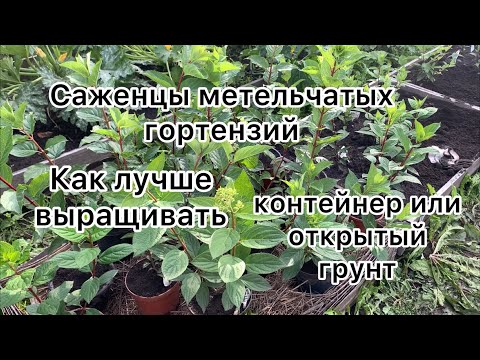 Видео: САЖЕНЦЫ МЕТЕЛЬЧАТЫХ ГОРТЕНЗИЙ. Как лучше выращивать, контейнер или открытый грунт.