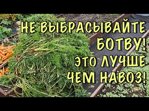 Видео: НЕ ВЫКИДЫВАЙТЕ БОТВУ от МОРКОВИ! Показываю как сделать БЕСПЛАТНОЕ СУПЕР удобрение! ЛУЧШЕ ЧЕМ НАВОЗ!