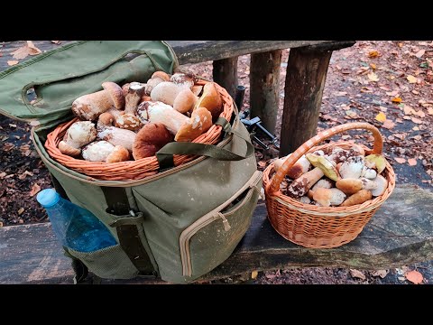 Видео: Великий улов грибів у лісі! Нічне полювання за білими грибами