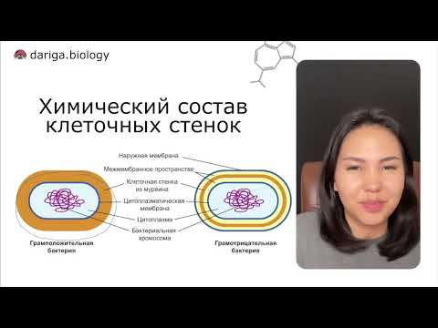 Видео: Самый популярные вопросы из ЕНТ "Грам+ и грам- бактерии"
