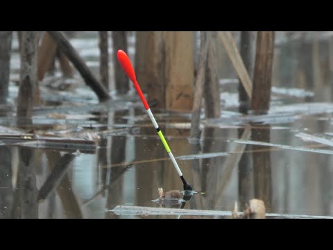 Видео: Кілограмові ЖИРНІ КАРАСІ ПРУТЬ ПОПЛАВОК!!!