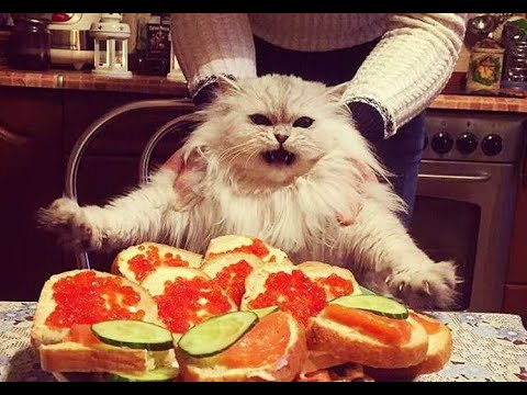 Видео: 😺 Как стащить бутерброд! 🐈 Самое смешное видео с котами и котятами для хорошего настроения! 😺