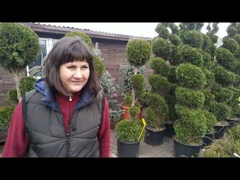 Видео: Купили Лиственницу Stiff Weeper и Иву Козью на штамбе.