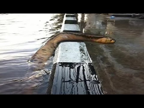 Видео: Если бы Это Существо не Сняли на Камеру, Никто бы не Поверил! Топ 10