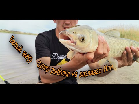 Видео: Разливы Или. Сазан, Амур, Змейголова, Судак, Карась, Лещ. #Fishing #рыбалка