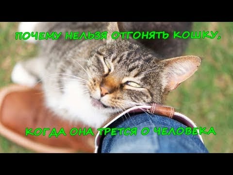 Видео: ПОЧЕМУ НЕЛЬЗЯ ОТГОНЯТЬ КОШКУ, КОГДА ОНА ТРЕТСЯ О ЧЕЛОВЕКА   Cat rubs against man