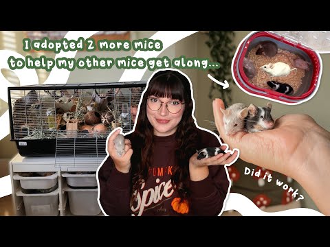 Видео: Я взяла еще двух мышей, чтобы помочь остальным мышам ужиться.