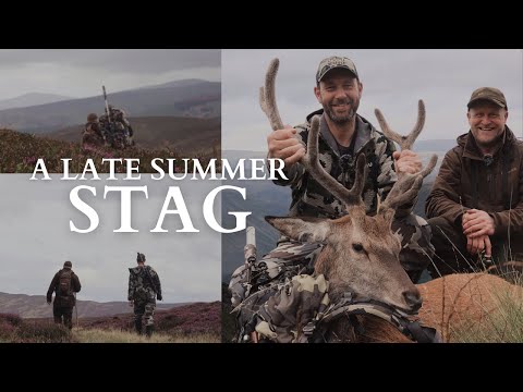 Видео: Олень поздним летом | Выслеживание благородного оленя в Хайленде с Питером Гиббоном