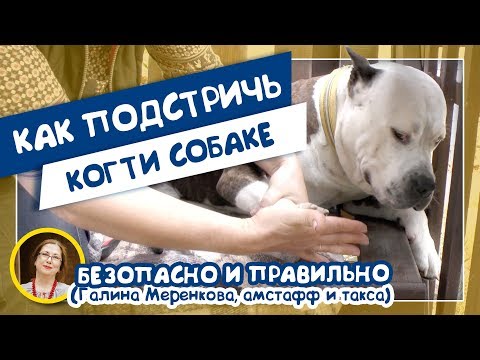 Видео: Как подстричь когти собаке. Безопасно и правильно (Галина Меренкова, амстафф и такса)