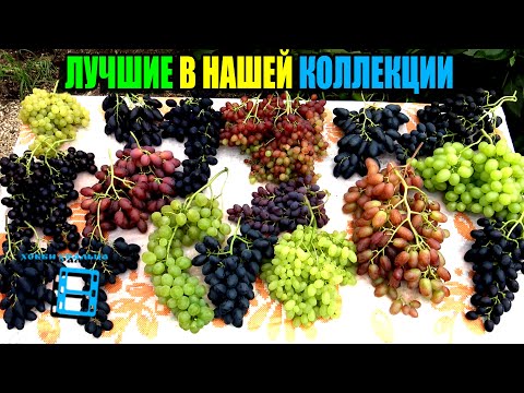 Видео: ЛУЧШИЕ СОРТА ВИНОГРАДА НА НАШЕМ ВИНОГРАДНИКЕ. СЕВЕРНЫЙ ВИНОГРАДНИК 24-01