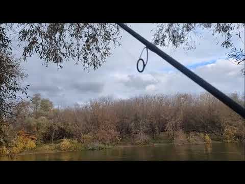 Видео: Рыбалка на реке Воронеж, г.Воронеж, 12.10.2025 года