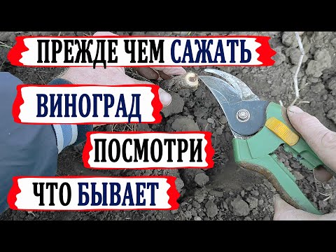 Видео: 🍇 Стоп! Виноград от ЭТОГО  вымерзает 100%! Ты тоже ТАК сажаешь? Что сталось с саженцами через год!