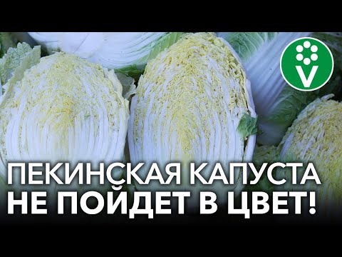 Видео: 3 СЕКРЕТА ВЫРАЩИВАНИЯ ПЕКИНСКОЙ КАПУСТЫ, которые гарантируют крупные кочаны!