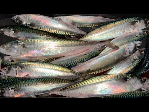 Видео: СКУМБРИЯ ПОПЕРЛА на НОЧЬ! Ловля скумбрии в Норвегии с лодки