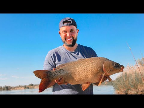 Видео: Супер рыбалка. САЗАН МОНСТР 9 КГ. Много рыбы. Судак. Сом.